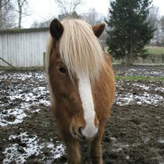 Islænder Gisli fra Thorsvighus-RIP
