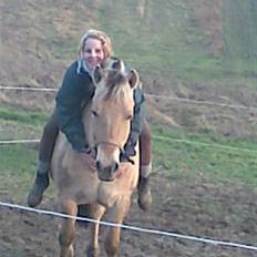 Fjordhest  Ronja - solgt . 