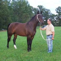 Schweres Warmblut Sophie
