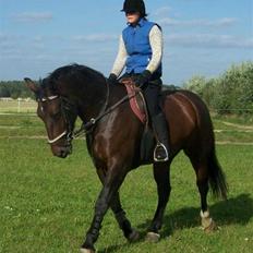Schweres Warmblut Sophie