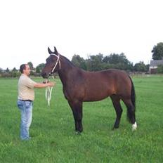 Schweres Warmblut Sophie