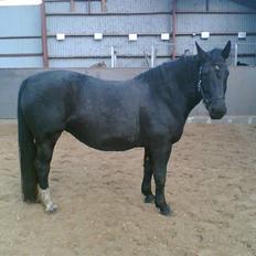 Schweres Warmblut Tinie