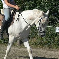 Arabisk fuldblod (OX) IBN Jordan 