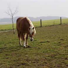 Haflinger Anders Lindegaard HINGST R.I.P