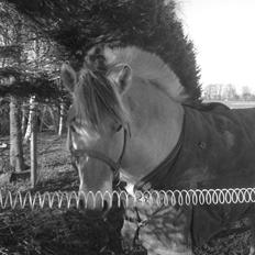 Fjordhest Ellemose´s Biffer