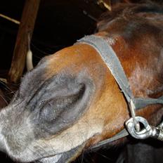 Anden særlig race Jasmin<3 SOLGT - EFTERLYST !!!