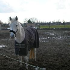 Anden særlig race Dione