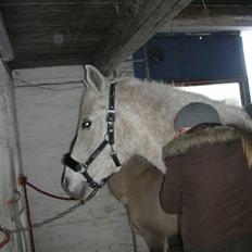 Anden særlig race Dione