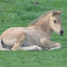 Oldenborg /Fjordhest "Max"