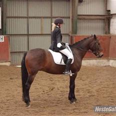 Anden særlig race Chaplin (SOLGT)