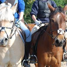 Anden særlig race May-day<3 *solgt*