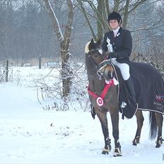 Welsh Cob (sec D) V. B. Idris *SOLGT ! :'(*