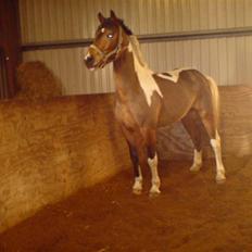 Pinto Joey * Gl. Part * <33