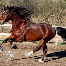 Welsh Cob (sec D) De Busies High Spirits