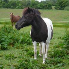Anden særlig race James Willy Jones - R.I.P