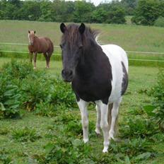 Anden særlig race James Willy Jones - R.I.P