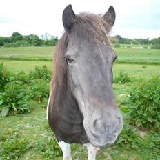 Anden særlig race James Willy Jones - R.I.P