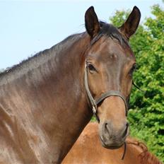 Dansk Varmblod Little Lady (Aflivet)