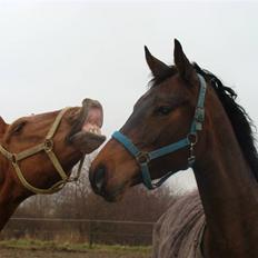 Dansk Varmblod Little Lady (Aflivet)