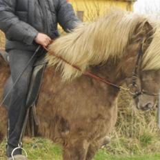 Islænder sindri fra øxl