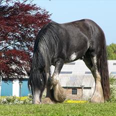 Irish Cob Charlie of The Irish Western art Ranch