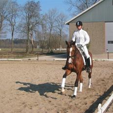 Trakehner Elexandra *SOLGT*