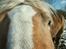Haflinger Gulla (solgt) - hvad er det ?