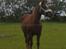 Hollandsk Sportspony Felina - Den flotte dame