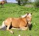 Palomino  | Golden Beauty
