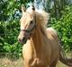 Palomino Don Juan
