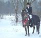 Welsh Cob (sec D) V. B. Idris *SOLGT ! :'(*