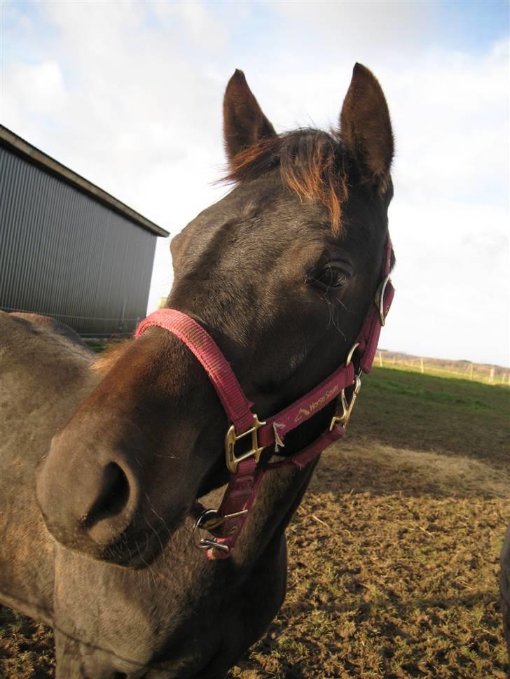 DSP Kuli's Heart Of Gold - November 07 billede 17