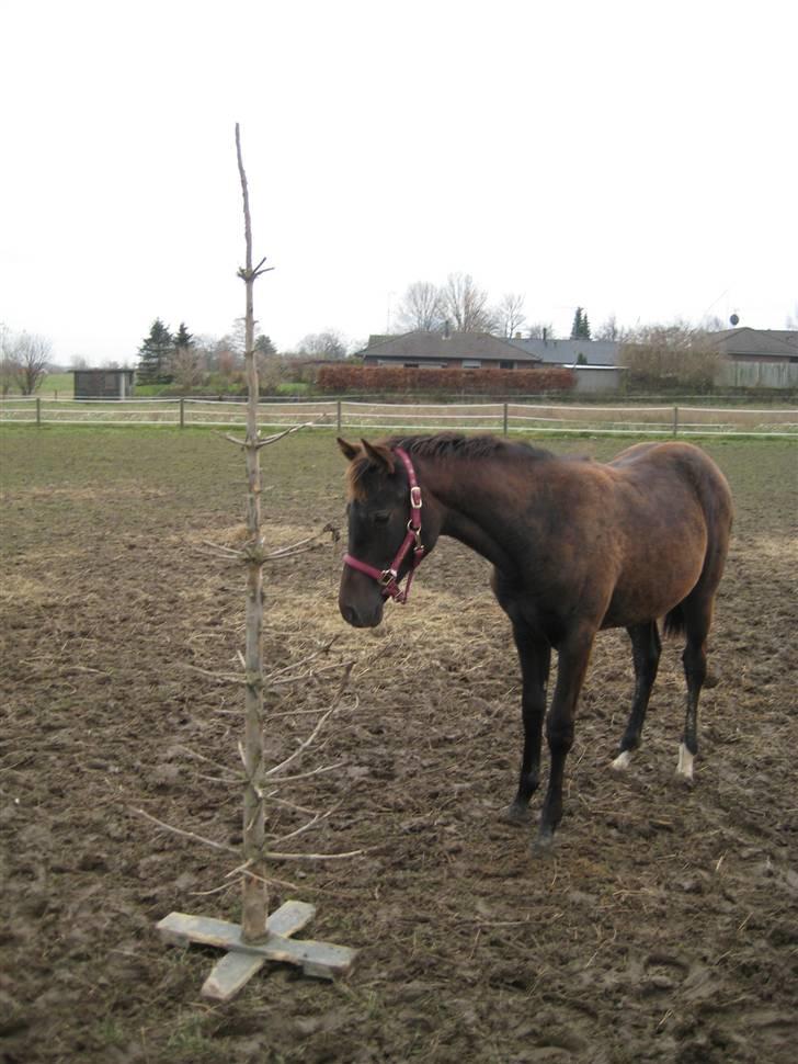 DSP Kuli's Heart Of Gold - november 07 billede 18