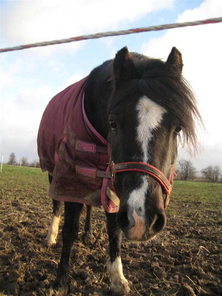 Welsh Mountain (sec A) Dorthealyst Barbara DODDI - skøn er hun da med vintepels, men bare vent til den lækre sommerpony kommer på banen hahah billede 4