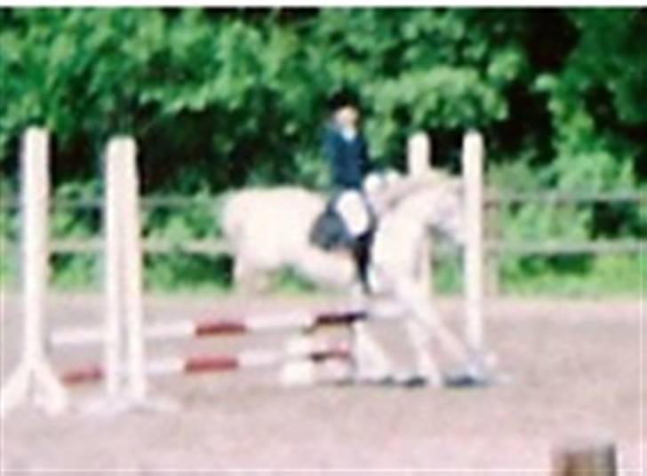 Welsh Pony (sec B) Lyngvejens Ravalla - Ravalla og mig til stævne, LD eller LC. billede 11