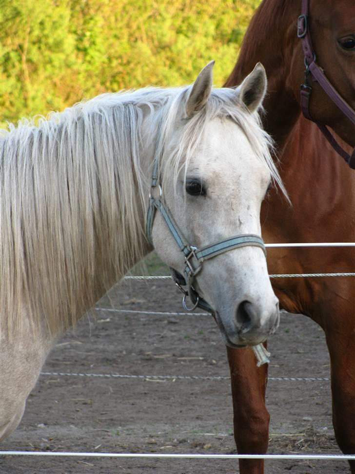 Anden særlig race Kosmo van Klaverborch - 09. billede 8