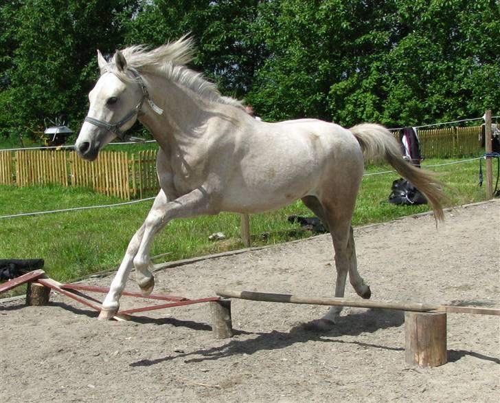 Anden særlig race Kosmo van Klaverborch - 09. billede 9