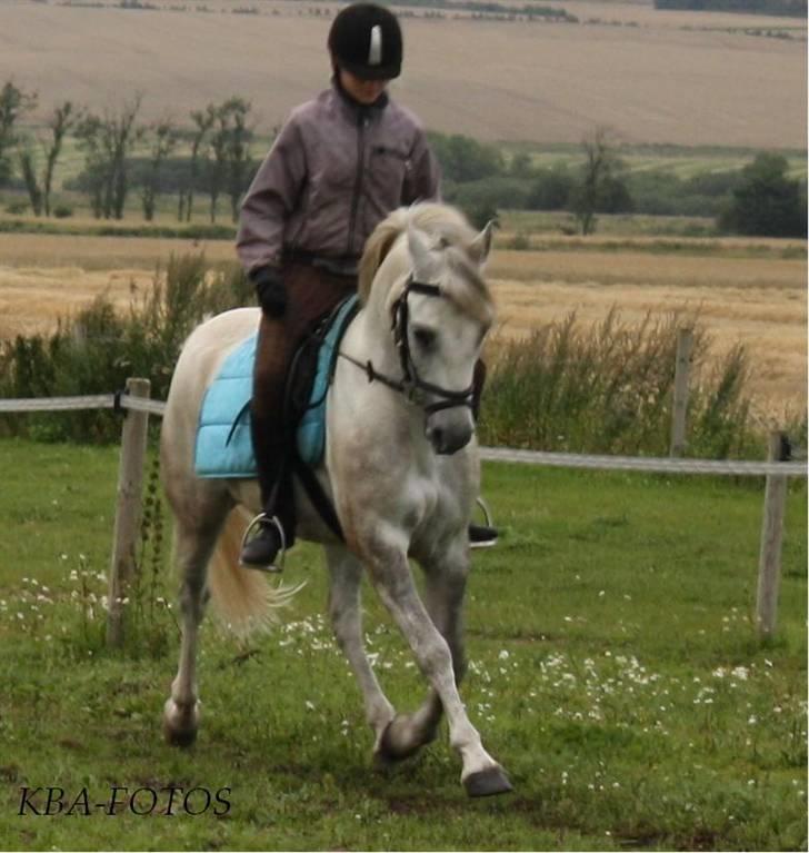 Anden særlig race | Filur - Fritrav til dressur træning på hjemmebane, elsker det billede. billede 8