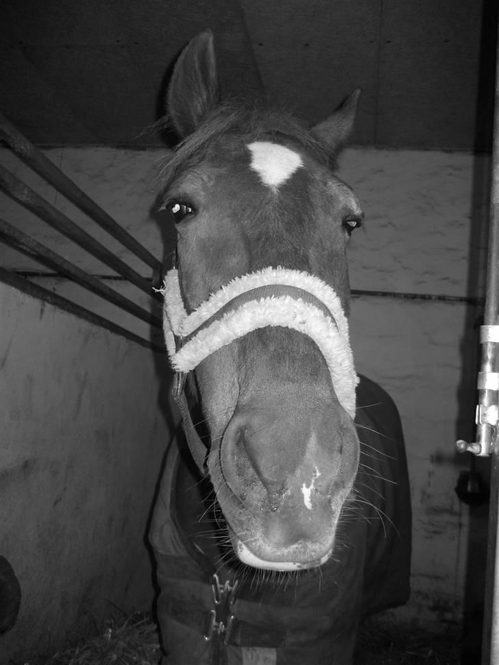 Anden særlig race Madonna<33  - Elsker dig <33 billede 2