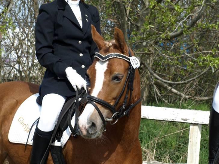 Sportsaraber (A) Glorija *Futte* - D. 26/4-08 Taget af Louise Esholm: http://www.esholm-foto.dk/Sted/Velkommen.html billede 1