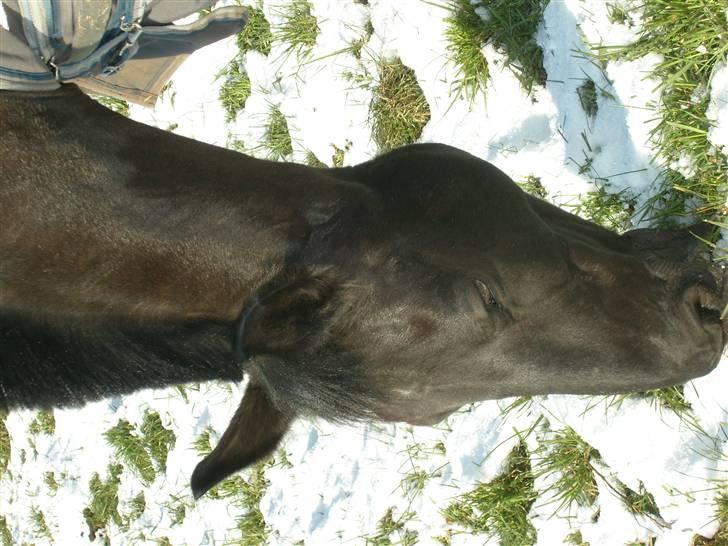 Oldenborg Black Beauty aflivet billede 13