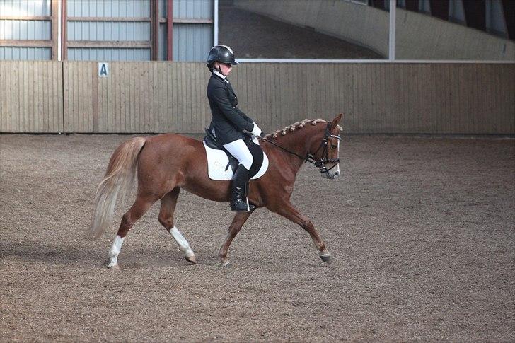 Sportsaraber (A) Glorija *Futte* - I LB1 i Brønderslev d 26/3 2011 billede 2