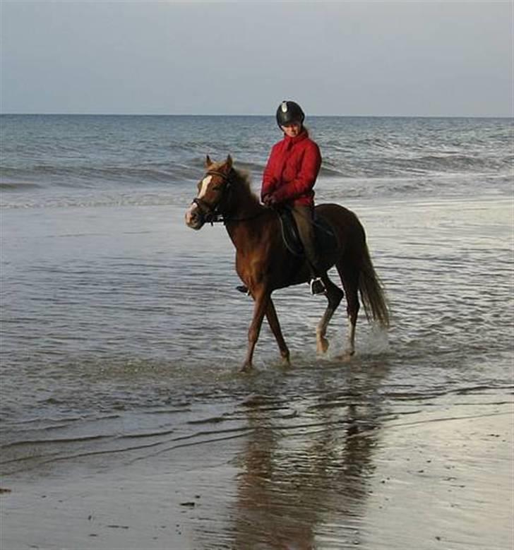Sportsaraber (A) Glorija *Futte* - På standen første gang billede 3