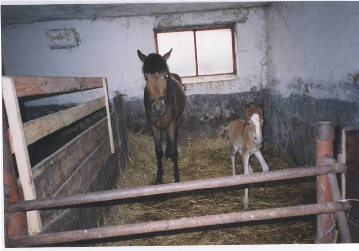 Sportsaraber (A) Glorija *Futte* - Glorija hvor hun er 1 time gammel billede 4