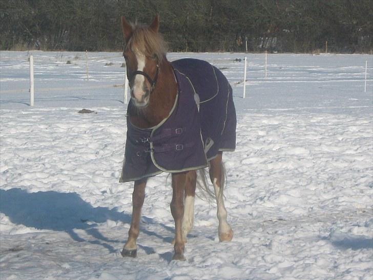 Sportsaraber (A) Glorija *Futte* - Glorija i sneen 28/01 2010 billede 5