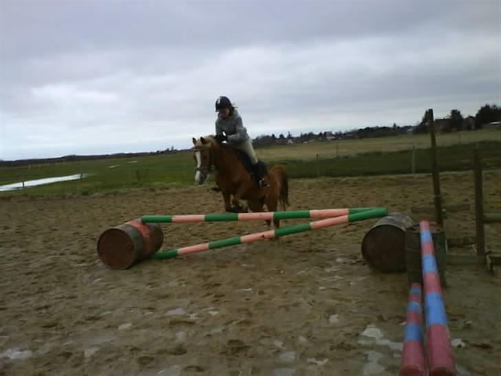 Sportsaraber (A) Glorija *Futte* - Første springgang efter laang pause (opvarmning) marts 08 billede 6