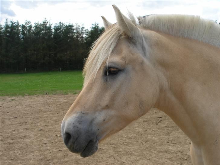 Fjordhest Tor billede 10