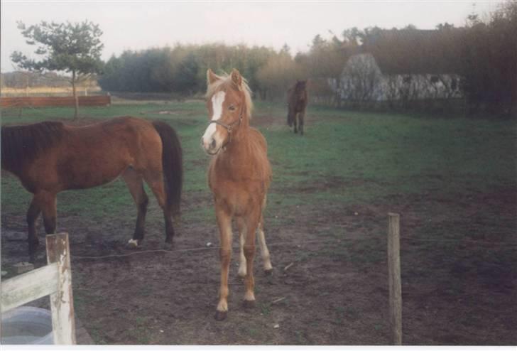 Sportsaraber (A) Glorija *Futte* - Glorija som lille :) billede 8