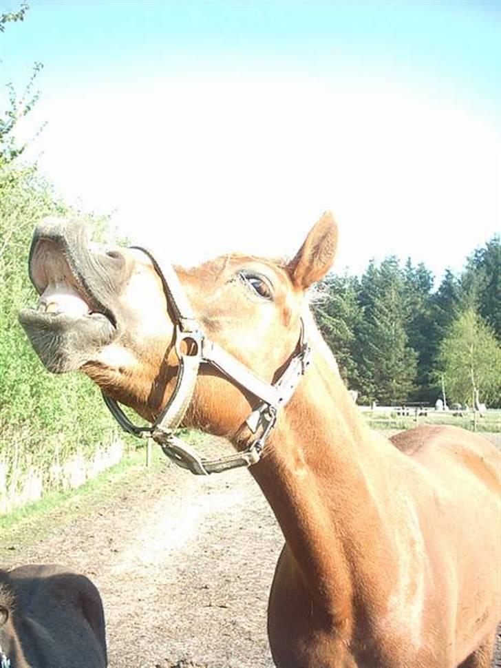 Sportsaraber (A) Glorija *Futte* - Et lille smil til jer :D billede 9