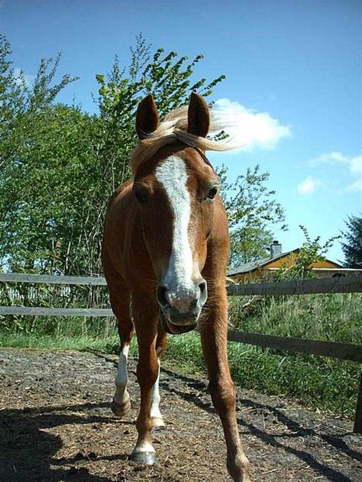 Sportsaraber (A) Glorija *Futte* - Glorija :) billede 10